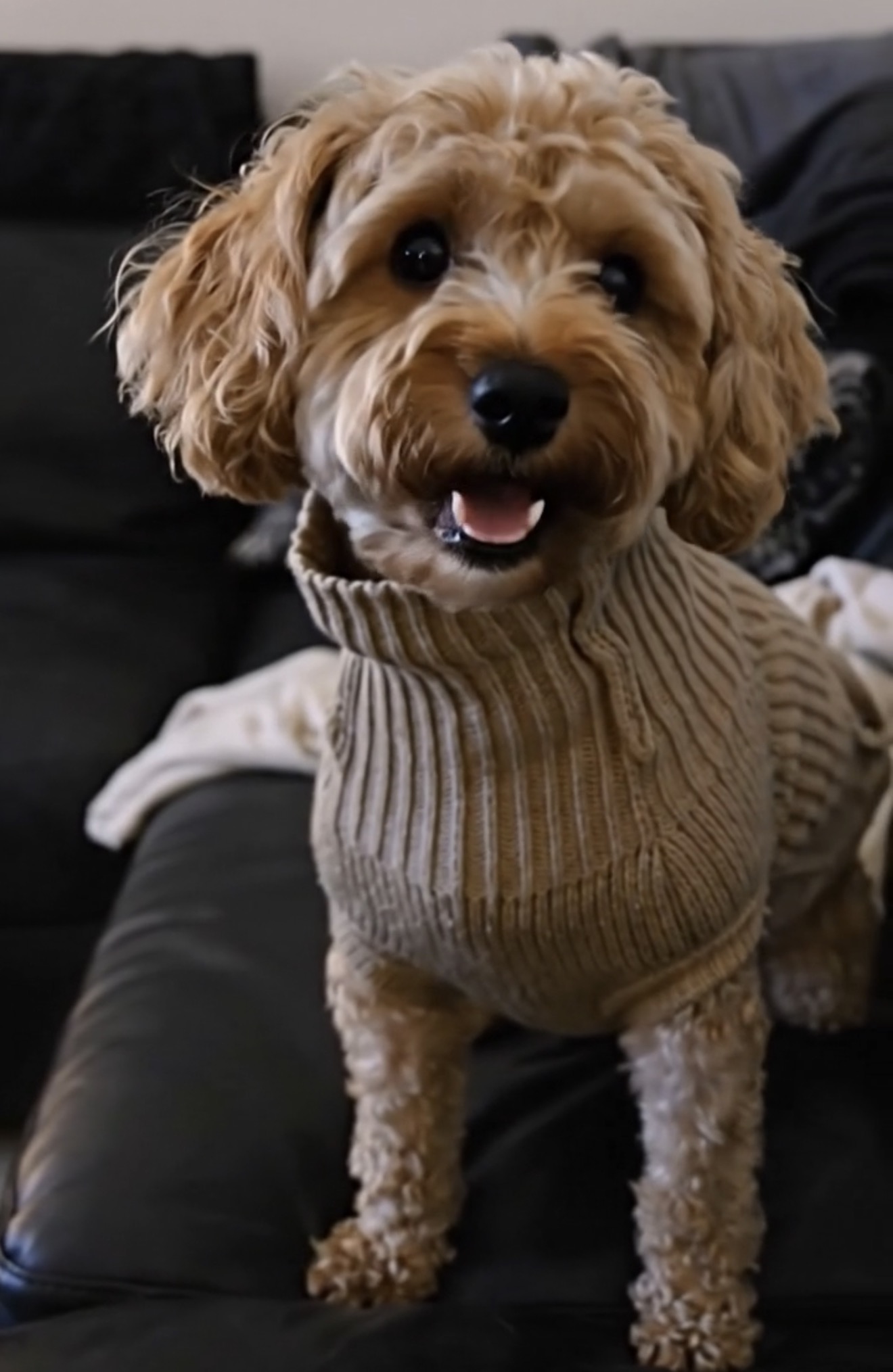 Dexter the Cavapoo, Chief Tasting Officer at Blazing Red Luxury Escapes